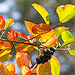 20221007 4408VRMw [D~LIP] Apfelbeere (Aronia prunufolia 'Viking') , Bad Salzuflen