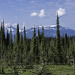 Mount-Revelstoke-Nationalpark (© Buelipix)