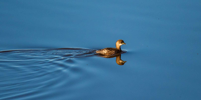 Little grebe