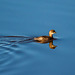 Little grebe