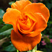 20231006 3878CPw [D~LIP] Beetrose (Rosa Noack Westzeit), Bad Salzuflen