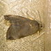 IMG 2904 Moth-1