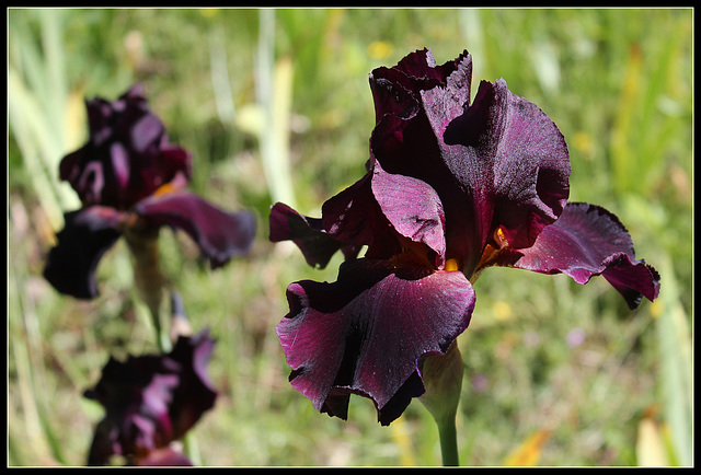 Black As night