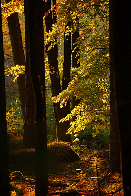 Buchen, Herbst & Gegenlicht