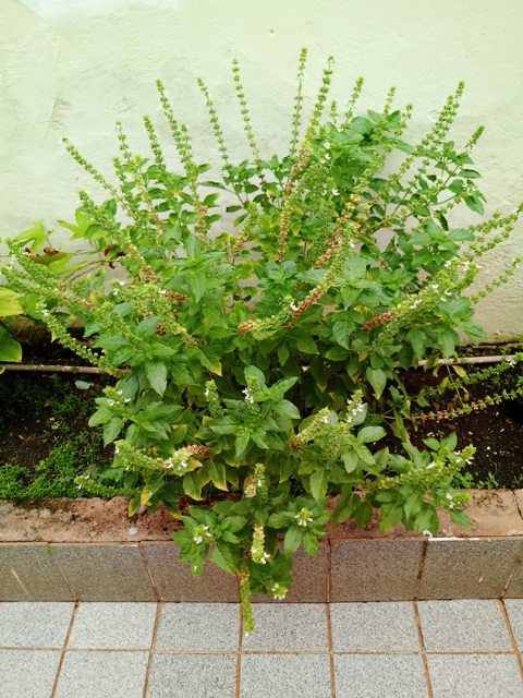 Ocimo Ocimo