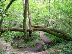 Tributary of Penn Brook flowing through Park Coppice