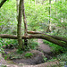 Tributary of Penn Brook flowing through Park Coppice