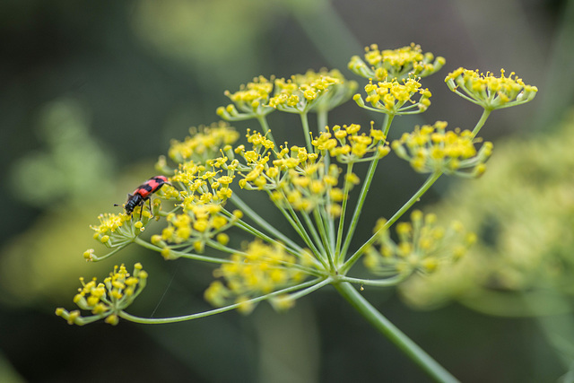 clairon des abeilles