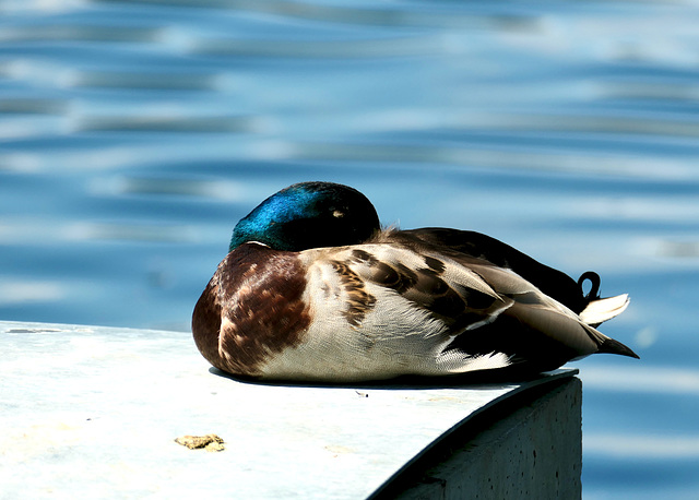 Ein Platz am See auf dem die Ente ungestört schlafen kann