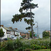 lonesome pine on Cowley Road