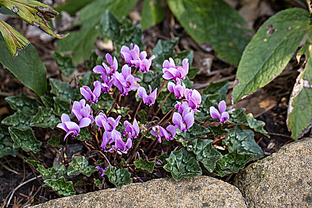 20221007 4409VRMw [D~LIP] Alpenveilchen (Cyclamen hederifolium), Bad Salzuflen