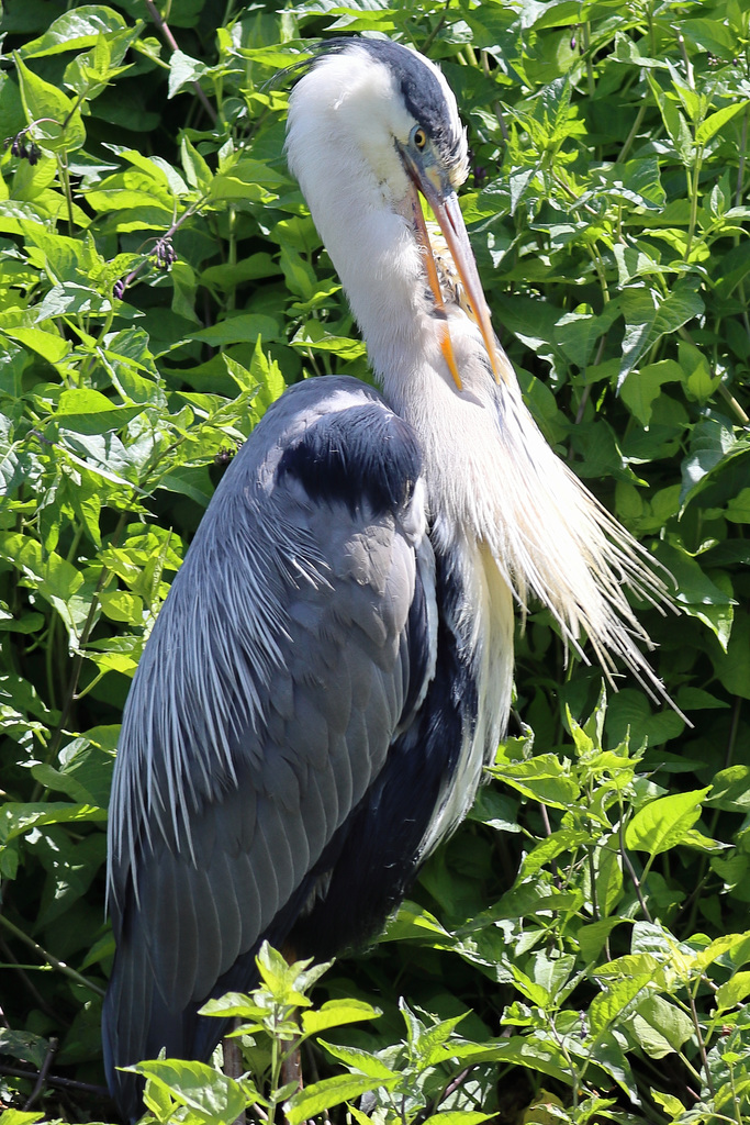 EOS 90D Peter Harriman 12 02 10 91664 greyHeron dpp