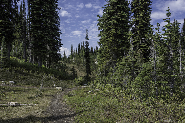 Mount-Revelstoke-Nationalpark (© Buelipix)