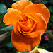 20231006 3879CPw [D~LIP] Beetrose (Rosa Noack Westzeit), Bad Salzuflen