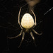 IMG 2908 Spider-3