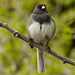 Dark-eyed Junco