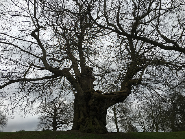 Winter in Christchurch Park