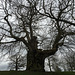 Winter in Christchurch Park