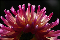 Gros plan sur : un dahlia