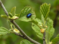 20170506 0855CPw [D~BI] Käfer, Rieselfelder Windel, Bielefeld