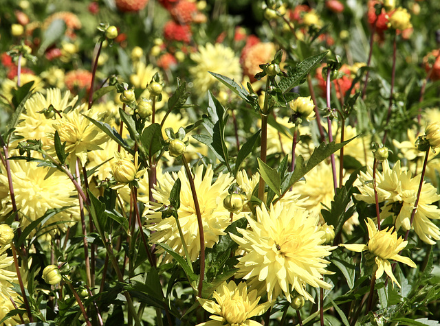 Dahlienblüte auf Mainau