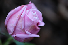 DSCF1400