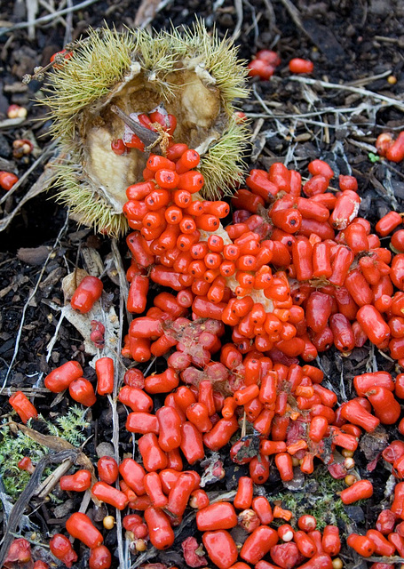 red minipeppers