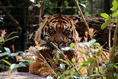 Pas du tout effrayé par le regard du tigre , surtout derrière une vitre .