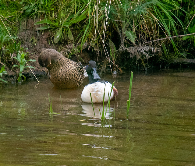 Shoveler ducks