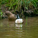 Shoveler ducks