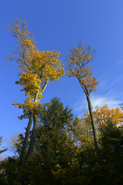 Autumn Color