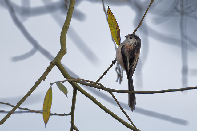 Long tailed tit