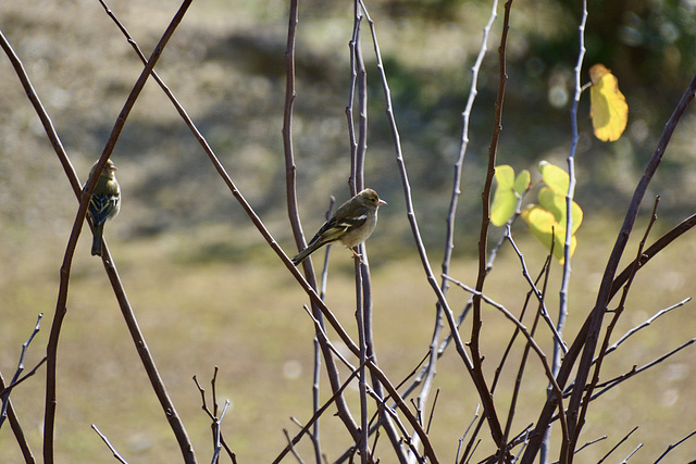 Athens 2020 – Chafﬁnch