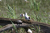 Mouettes et cistude