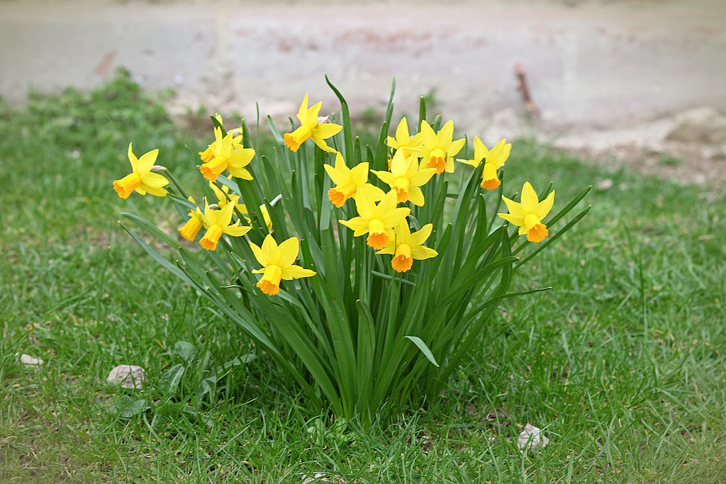 Sonnige Blumengrüße aus der Kurpfalz