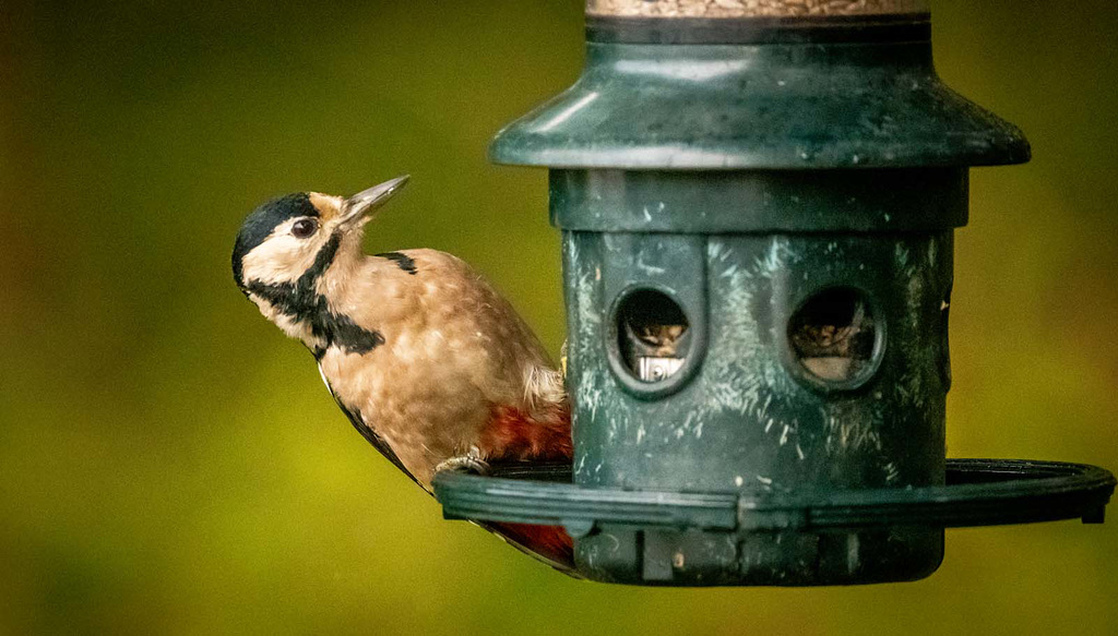 Great spotted woodpecker