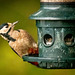 Great spotted woodpecker