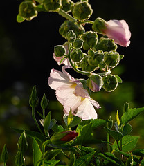 Stockrose küsst Hibiskus