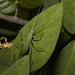 IMG 2911 Cricket