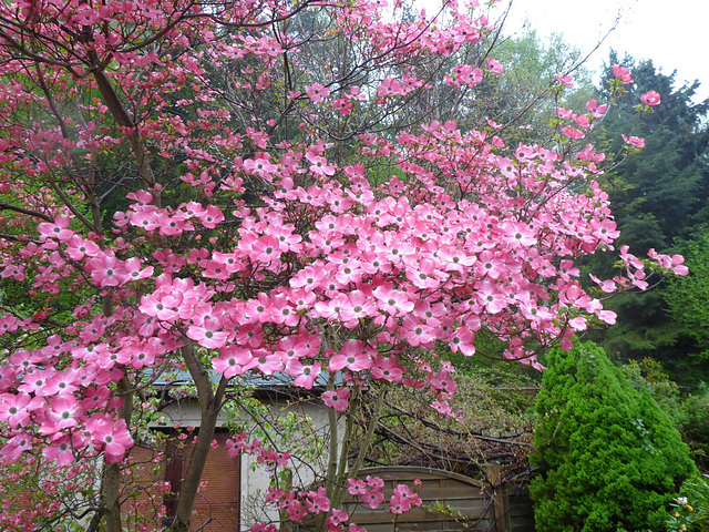 Blüten - floroj - Roter Hartriegel