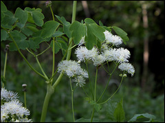 Thalictrum (2)