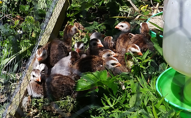 keets get an accommodation upgrade