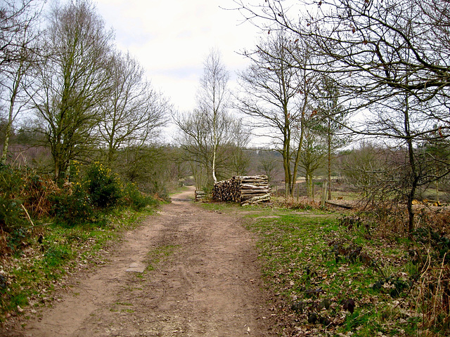 Pathway in the Rifle Range Nature Reserve