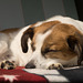 Jack Russell Terrier Clifford DSC09177