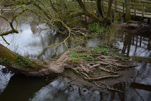 Denmark, Ribe, The Roots