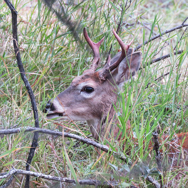 White-tailed buck