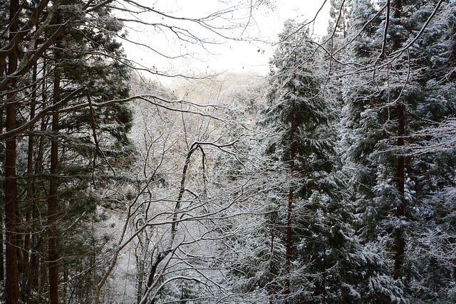 Japan, Winter Forest in Jigokudani Yaen-Kōen Snow Monkey Park