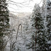 Japan, Winter Forest in Jigokudani Yaen-Kōen Snow Monkey Park