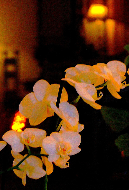 ... orchid by night ...