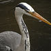 20200520 7589CPw [D~MI] Fischtreppe, Graureiher (Ardea cinerea), Werre, Bad Oeynhausen